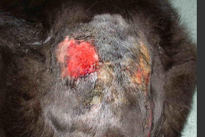 <p>Pyotraumatic Dermatitis</p>