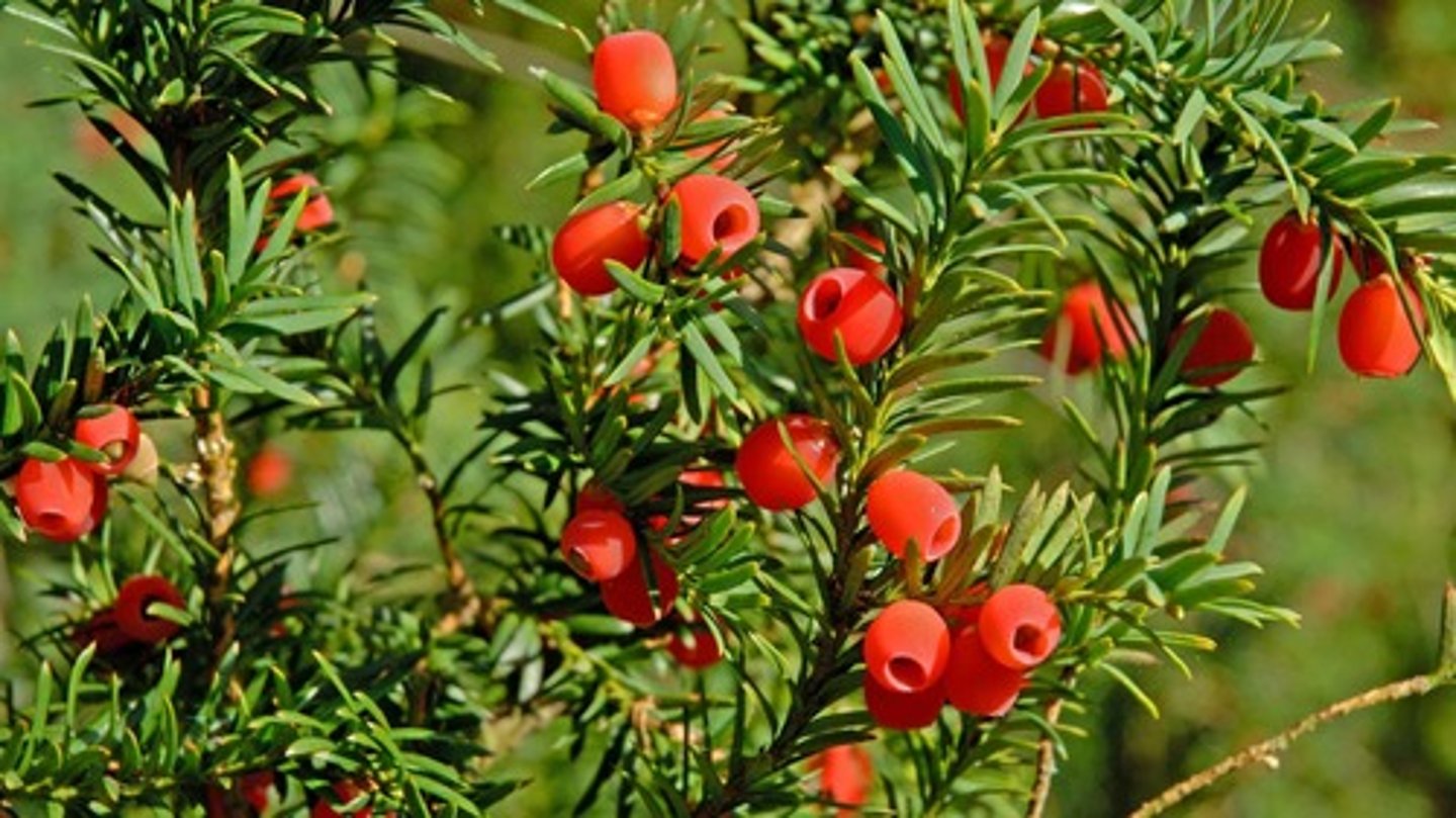 <p>Yew</p>