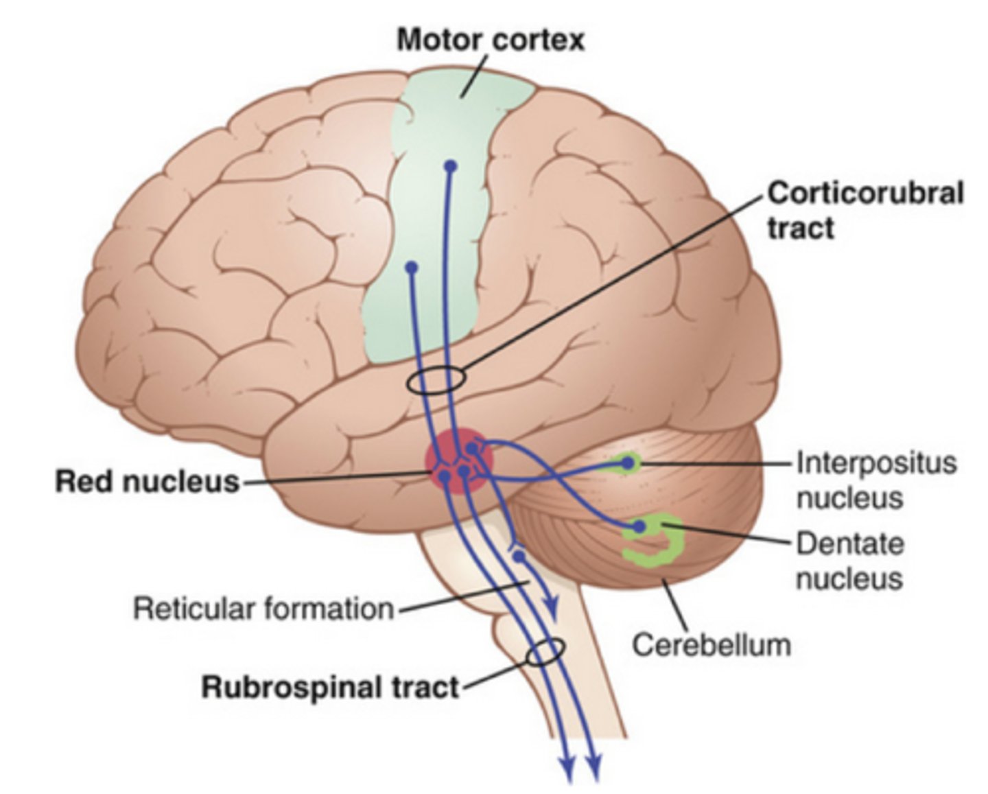 <p>midbrain structure involved in coordination of muscle contractions</p>