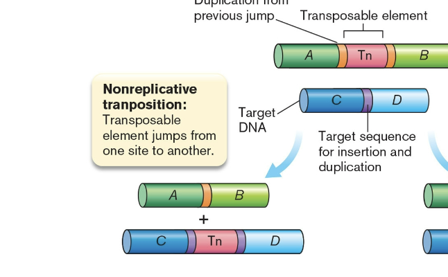 <p>the elements jump from one site to another&nbsp;</p><p>a cut and a paste T.S is completely from OG spot and inserted into a new one leaving no copy behind </p>