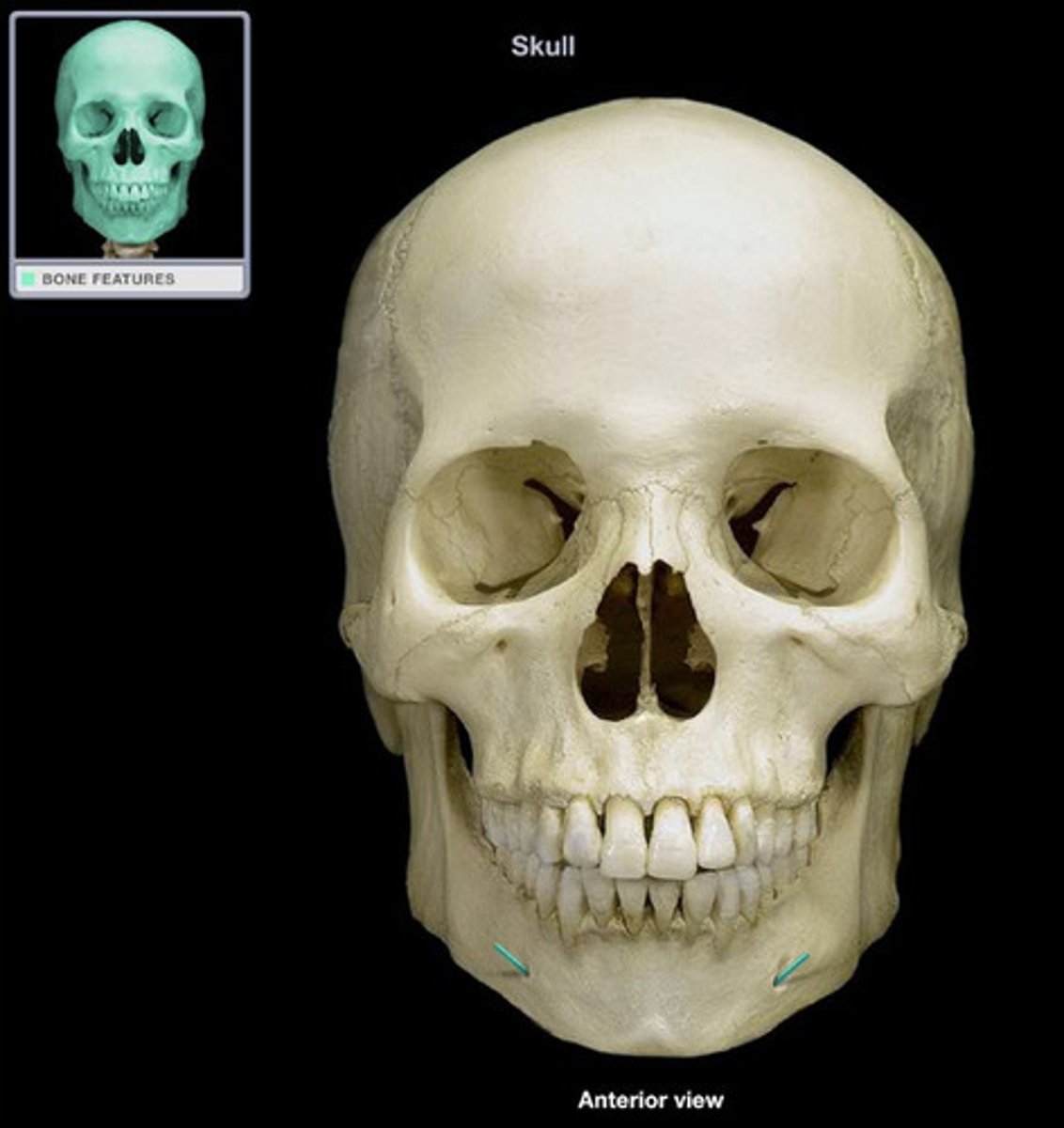 <p>facial bones</p>