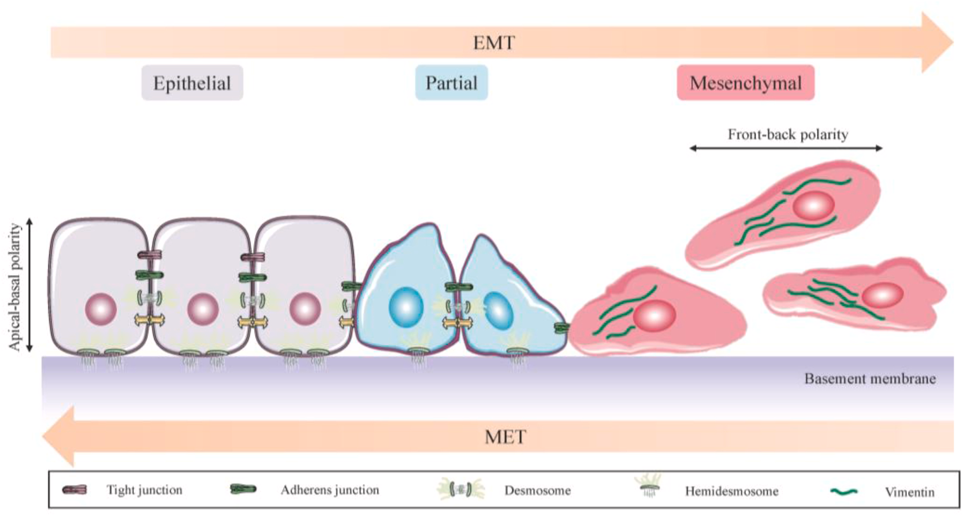 <p>What are the <span style="color: purple"><strong><em><u>two structures of human organs</u></em></strong></span> that cancer can occur in? Which do most cancers grow in?</p>