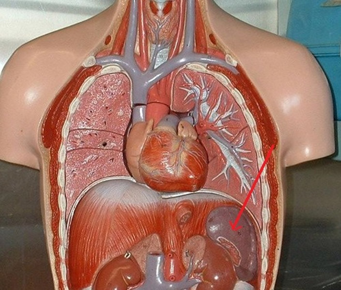 <p>What is the function of this organ?</p>