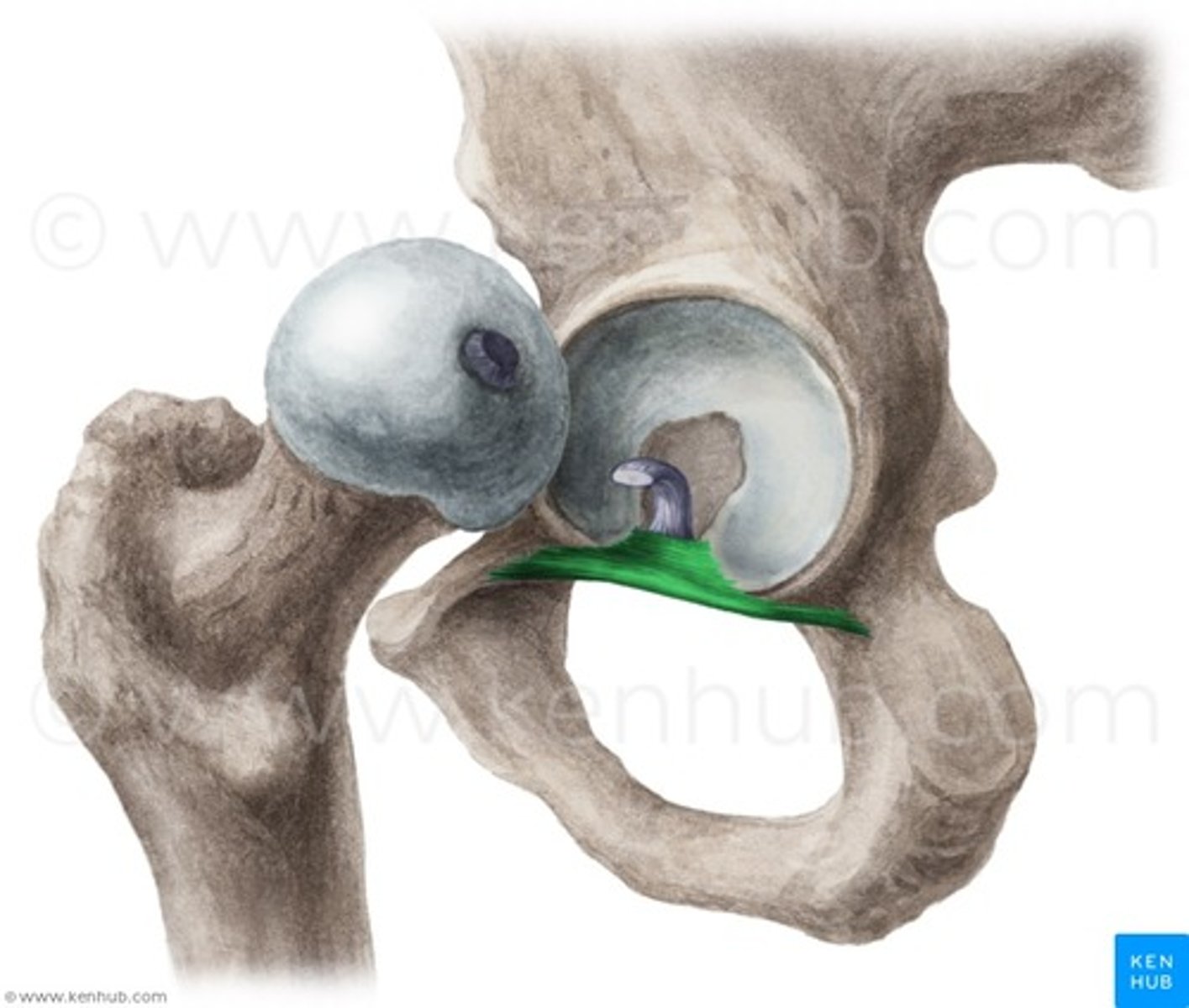 <p>Connects the femur to the inferior acetabular rim</p>