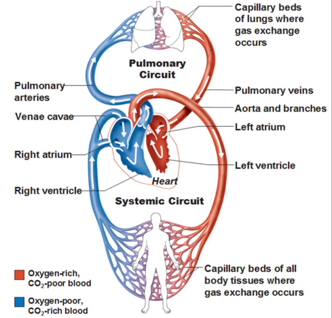 <ul><li><p>any of the blood vessels that carry blood to and from the tissues</p></li><li><p>oxygenated blood leaves heart through aorta (and its branches) to body tissues</p></li><li><p>oxygen poor blood returns to heart via superior vena cava &amp; inferior vena cava</p></li></ul><p></p>