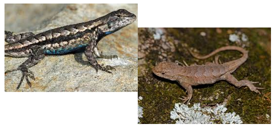 <p><span><span>Bold light dorsal lateral stripes, blue stomach</span></span></p>