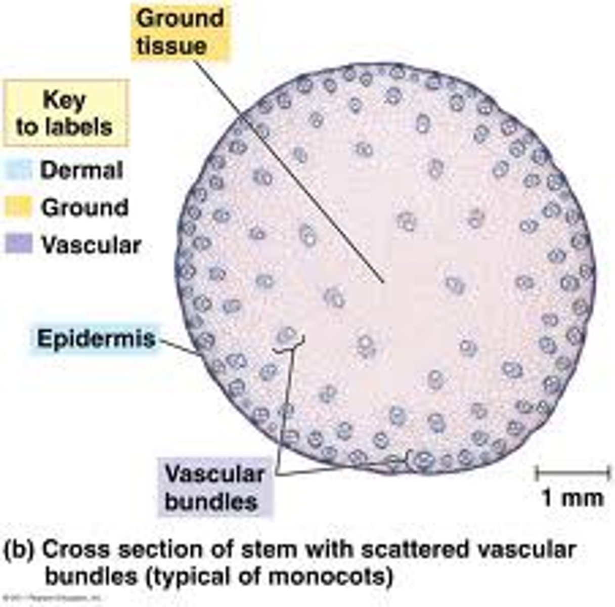 <p>plant stem structure that contains xylem and phloem tissue</p>