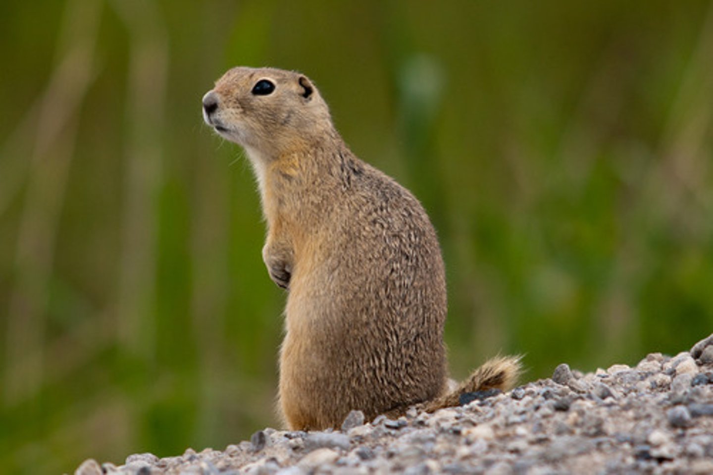 <p>Richardson's ground squirrel</p>