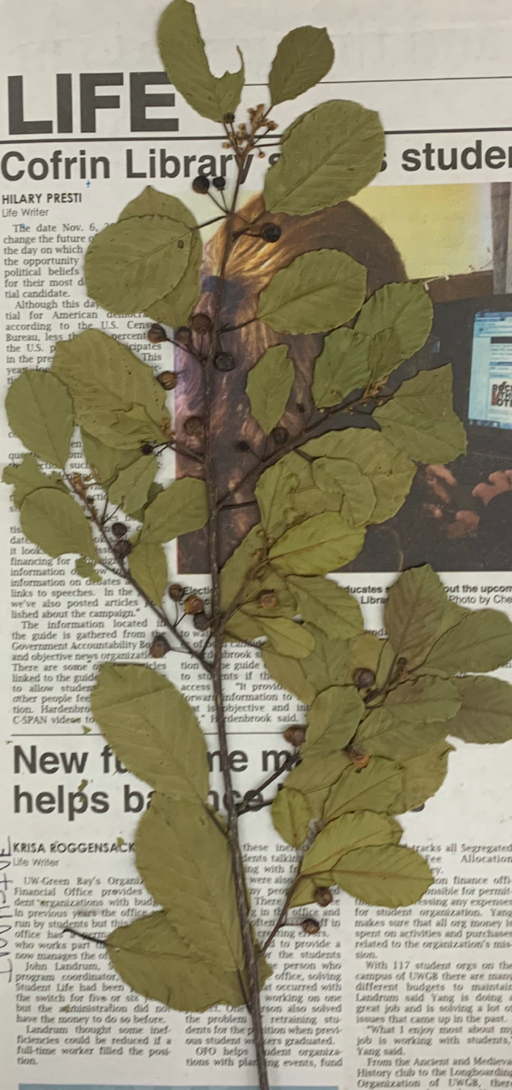 <p>plant?</p>