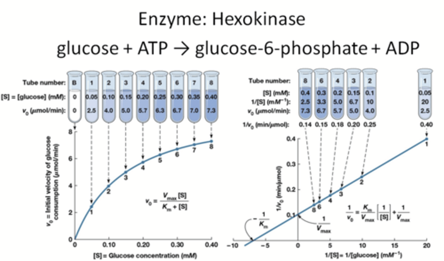 <p>verschillende hoeveelheden glucose in een testbuis en dan telkens de beginsnelheid meten, zo krijg je grafieken*.</p><p>*rechter grafiek is 1/[substraat] op de x-as</p><p>p166 en 167 BWC</p>