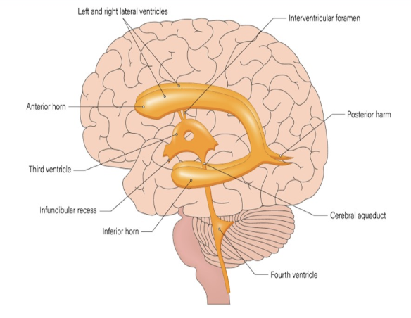 <p>the most common <strong>cause</strong> of <strong>cerebrospinal fluid obstruction</strong> + <strong>ventriculomegaly</strong></p><p>.</p><p>a) cerebellar agenesis</p><p>b) congenital hydrocephalus</p><p>c) aqueductal stenosis</p><p>d) dandy walker malformation</p>