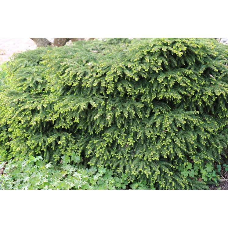 Picea abies 'Nidiformis' h:2 b:1.5