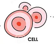 <p>Cell</p>