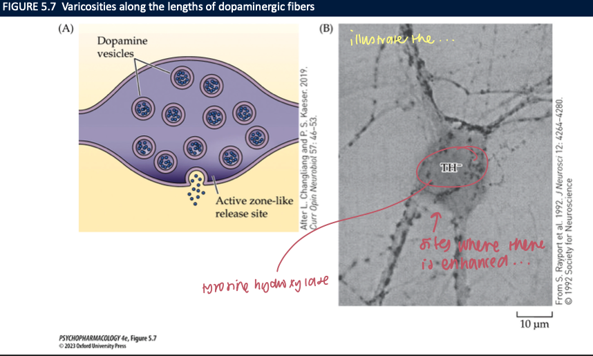 <ul><li><p>Many DA axons have <strong>varicosities</strong>; only 30<strong>%</strong> show classic active-zone synapses</p></li><li><p>Much signaling is <strong>volume transmission</strong>: DA <strong>diffuses</strong> to extra-/perisynaptic receptors</p></li><li><p>Uptake by <strong>DAT/NET</strong> + local architecture sets the spread<br><span data-name="brain" data-type="emoji">🧠</span> <em>Takeaway:</em> DA often broadcasts via <strong>varicosities</strong>, not just tight synapses.</p></li></ul><p></p>
