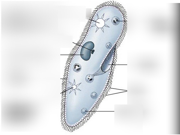 <p>Paramecium</p>