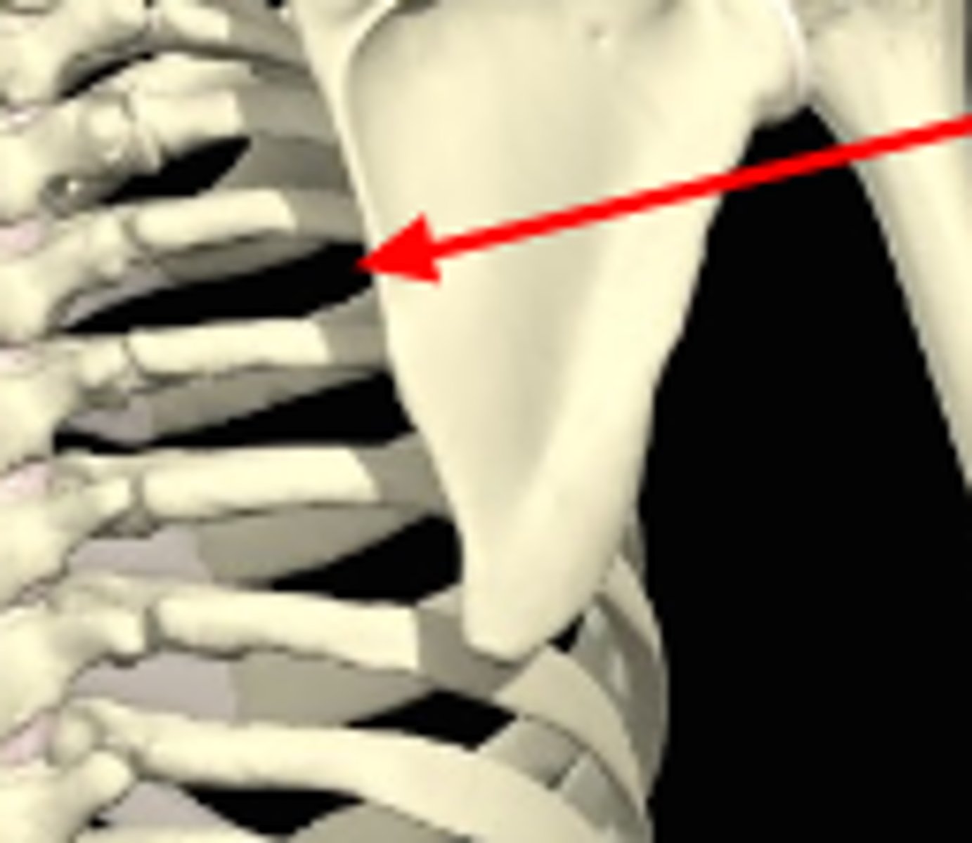 <p>not a joint in the pure sense of the word; the scapula and thorax do not have a point of fixation, but the scapula does move over the rib cage of the thorax</p>