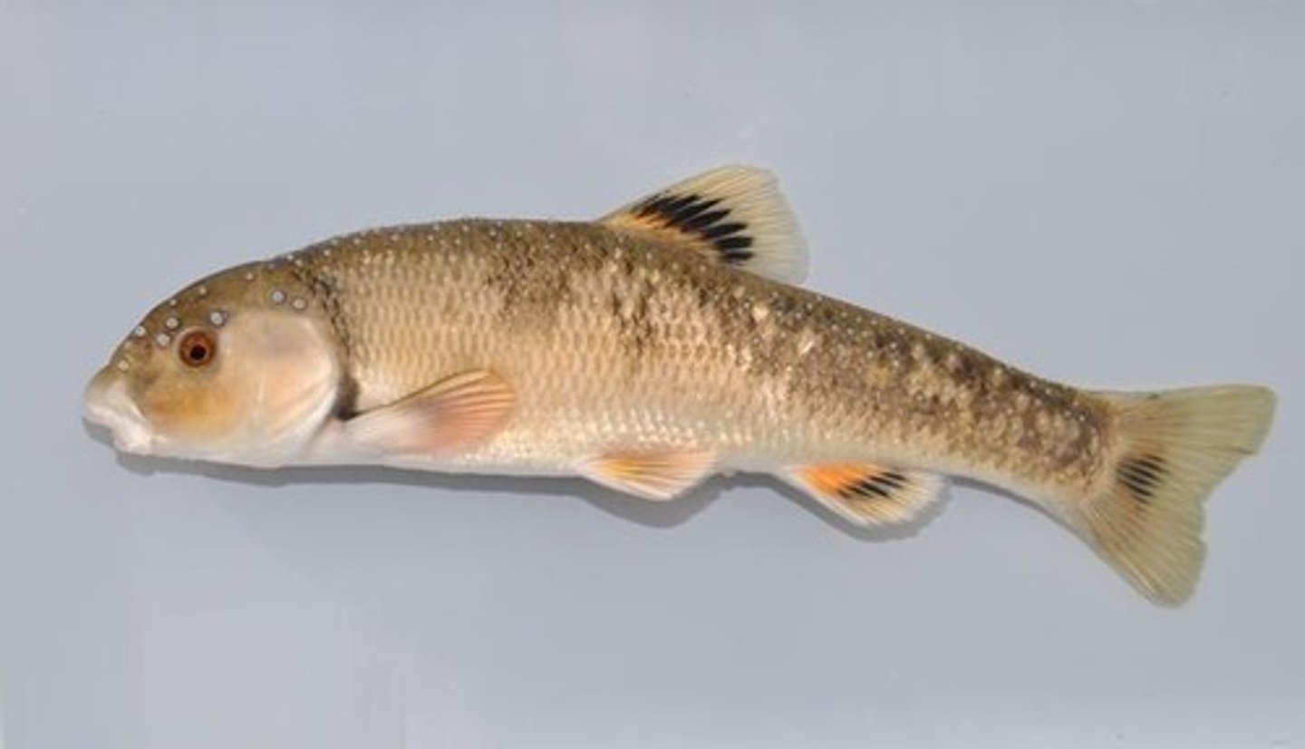 <p>-Ostariophysi superorder</p><p>-'minnow' (invalid taxonomy)</p><p>-cartilaginous ridge on lower jaw: scrape algae off for food</p>
