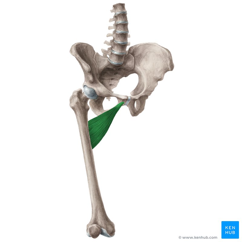 <p><span>Adducts hip joint and, to some extent, flexes it</span></p>