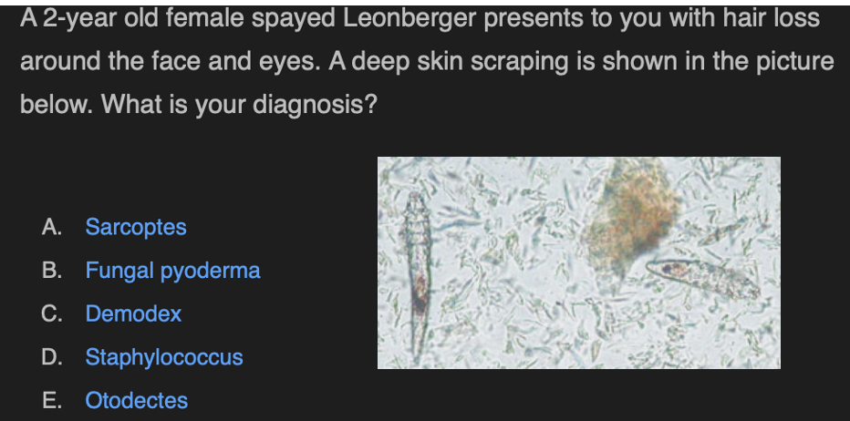term image