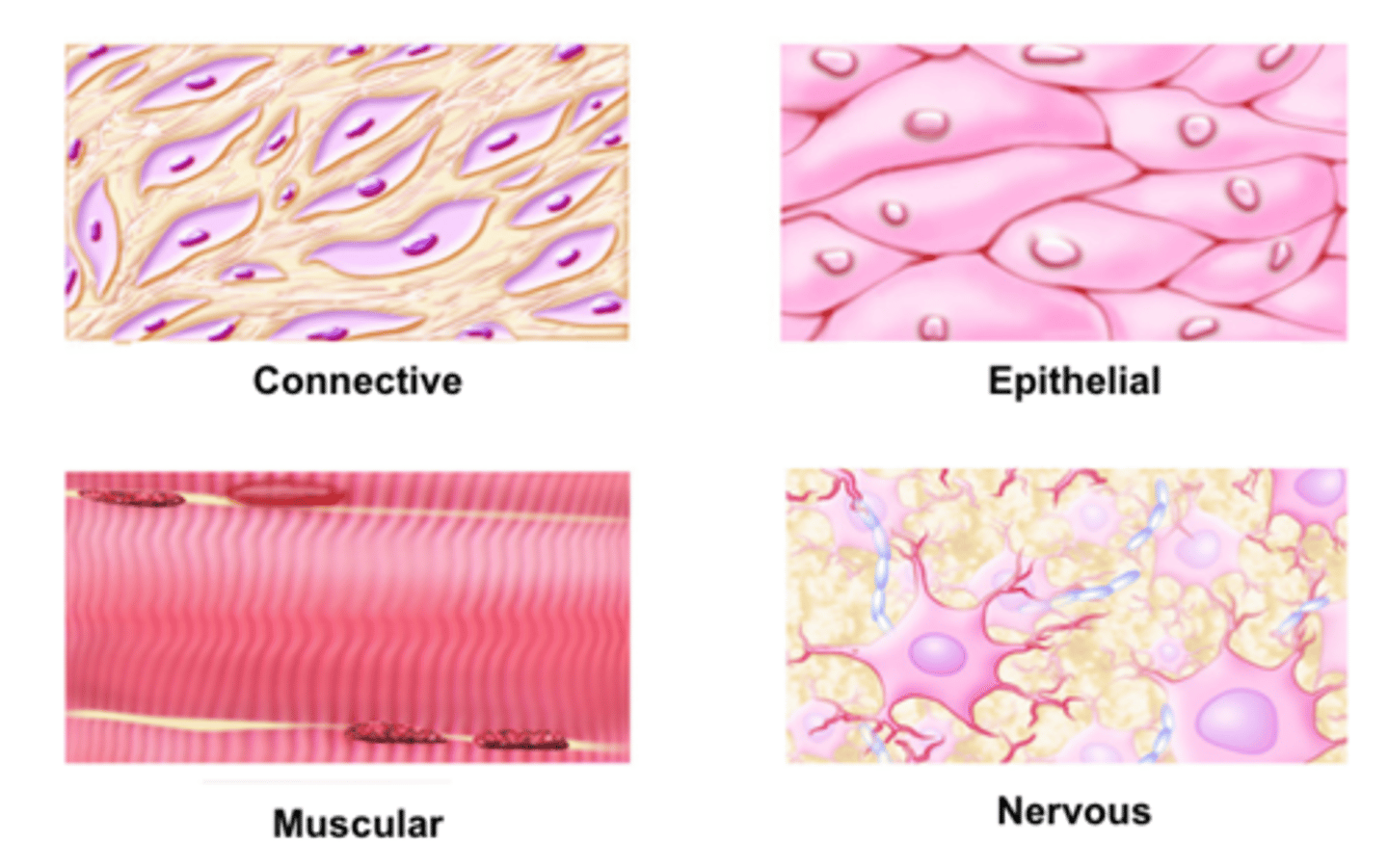 <p>A group of similar cells that perform the same function</p>
