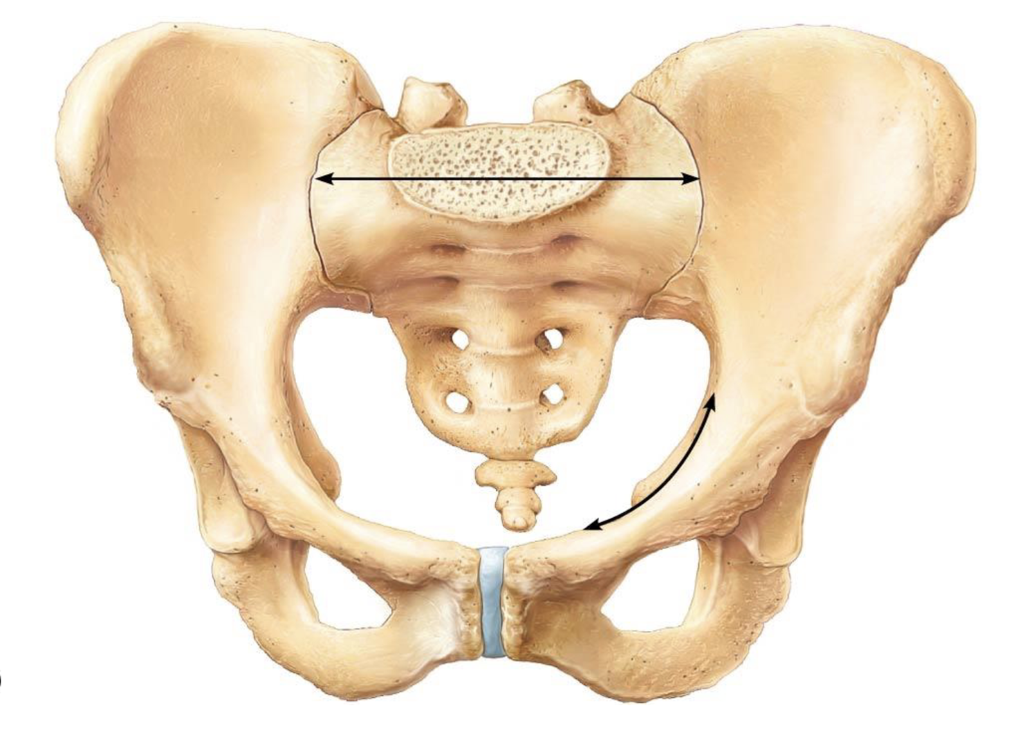 <p>What Bone Is This?</p>