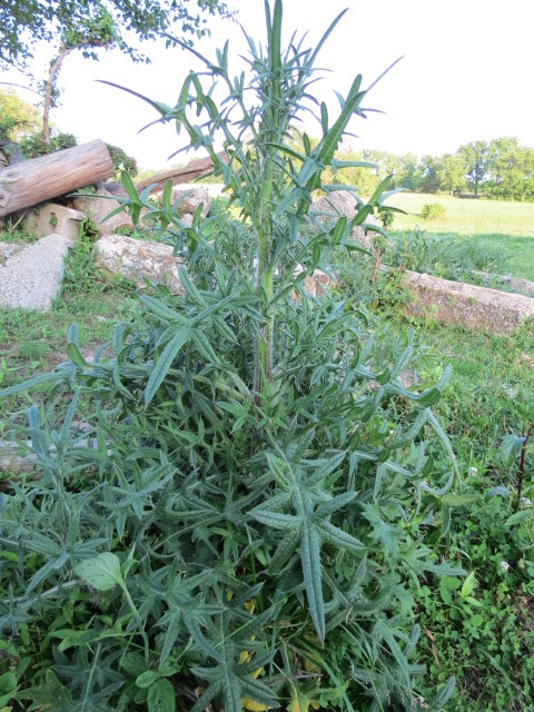 <p>Bull Thistle</p>