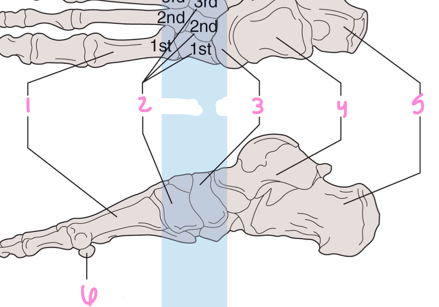 Label the bones