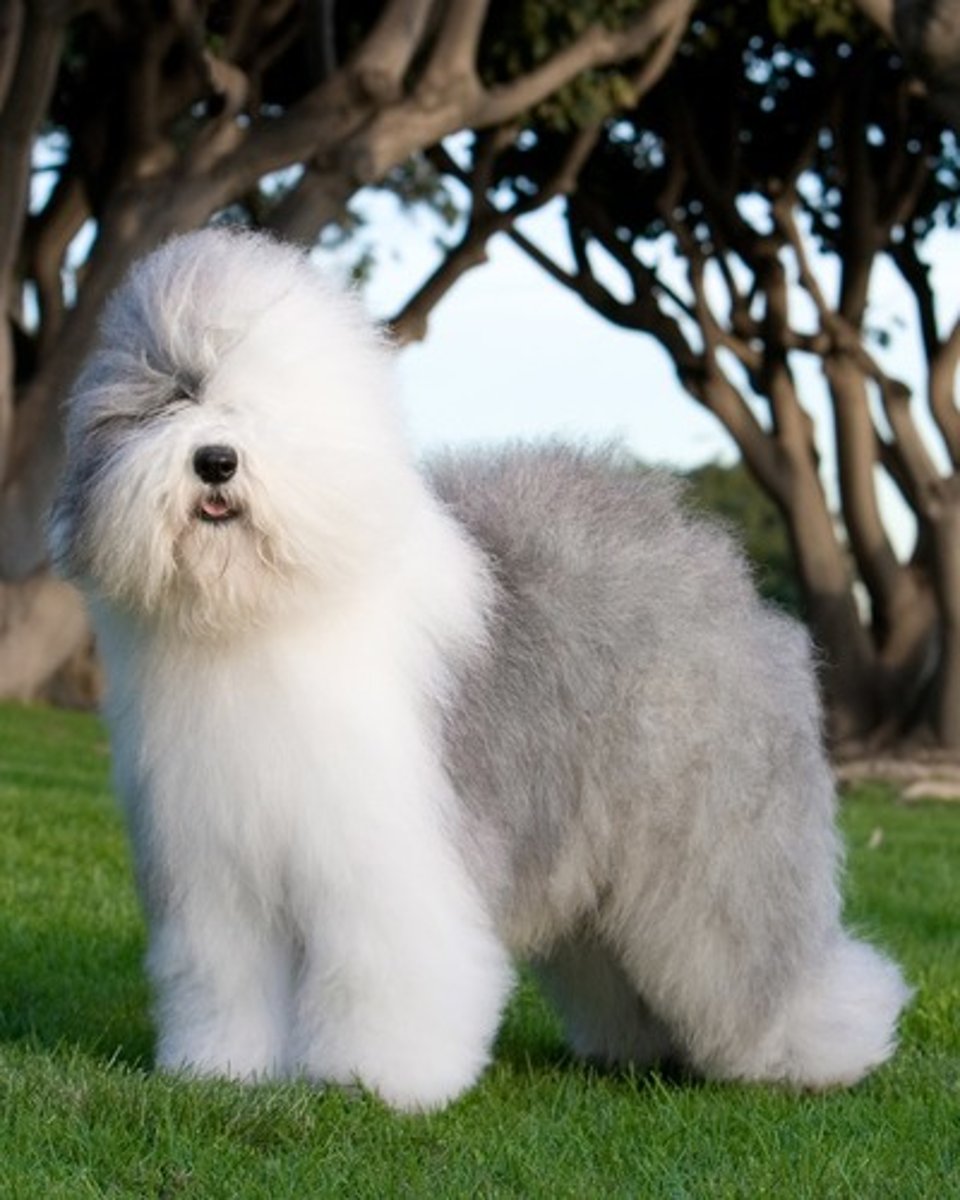 <p>What is this breed? What is it's AKC classification?</p>