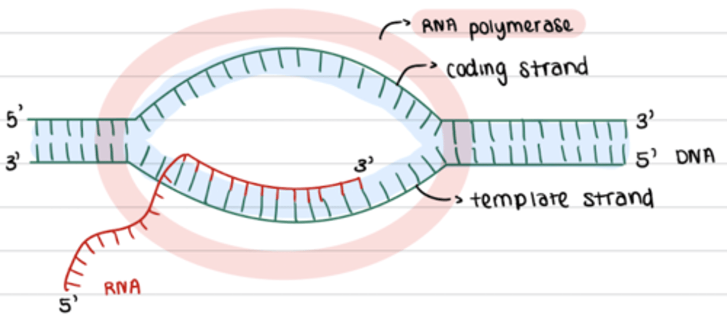 <p>what happens at elongation</p>