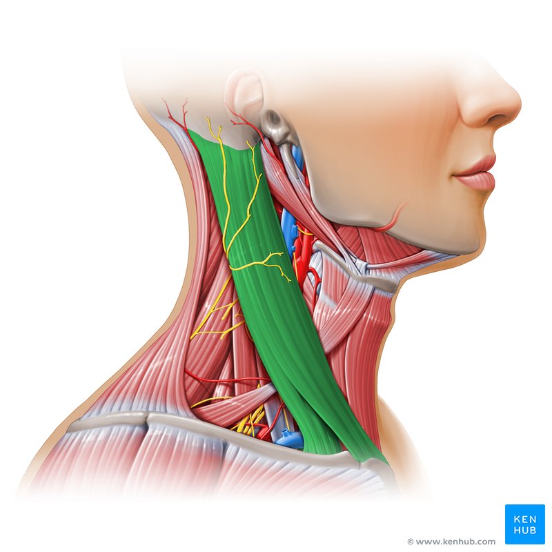 <p>Origin: manubrium and clavicle</p><p>Insertion: mastoid process</p><p>Action: (bilateral) neck flexion, (unilateral) lateral flexion and rotation to the opposite side</p>