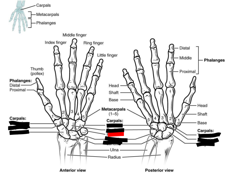 <p>carpals</p>