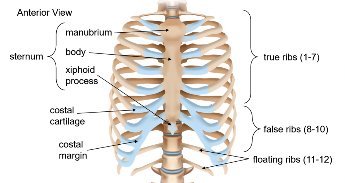 Thoracic cage