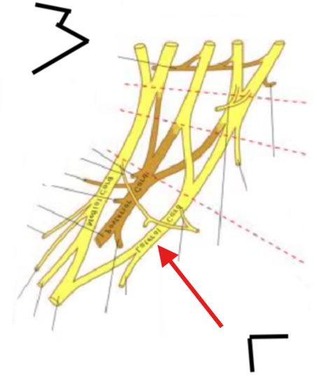 <p>What is this structure?</p>
