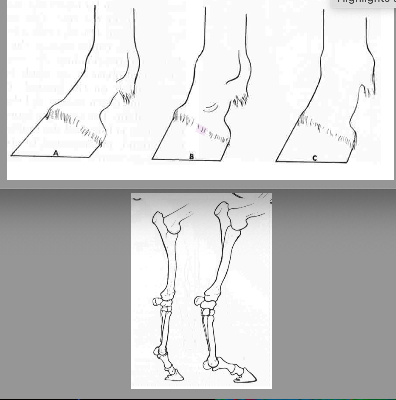 <p>1) upright pasterns - shorter the pastern angle = shorter stride, angle usually similar to angle of shoulder (48-55 degrees), increases concussion on fetlock and other joints, affected horses are prone to navicular disease and ringbone, risk of fetlock effusion increases with increased dorsal hoof angle</p><p>2) long sloping pasterns - pastern appears too long for length of limb, predisposes to injury of flexor tendons, sesamoid bones, and suspensory ligament, osteoarthritis of the fetlock, and fractures in P1</p>