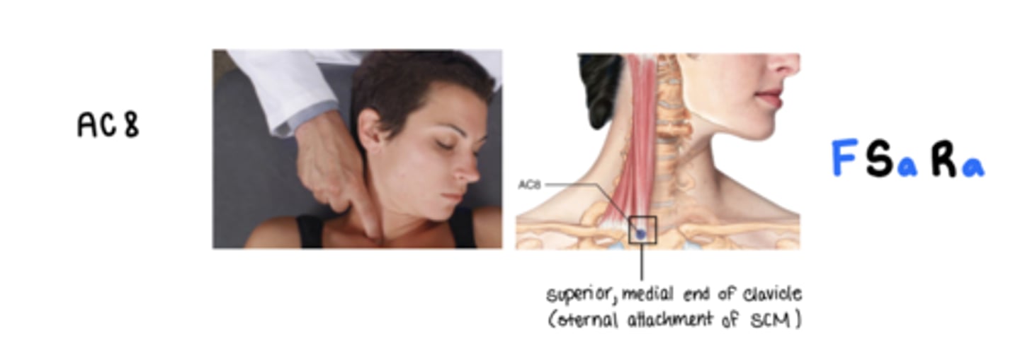 <p>F Sa Ra</p><p>on the superior medial end of the clavicle at the sternal attachment of the SCM</p>