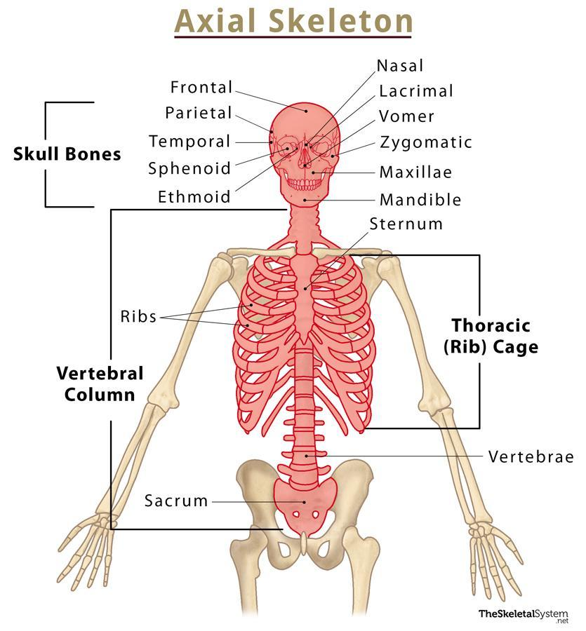 <p>The bones in the head, neck and chest </p>