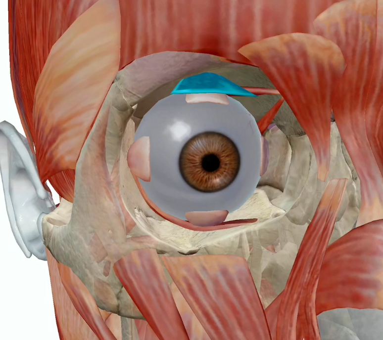 <ul><li><p>Occular Motor Nerve cranial nerve number 3</p></li><li><p>Elevate and retract the eyelid</p></li></ul><p></p>