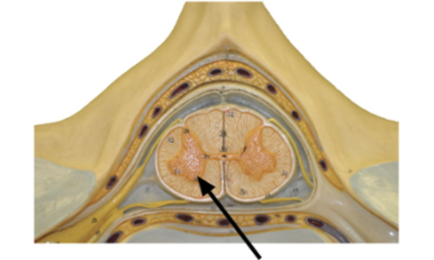 <p>Identify structure.</p>
