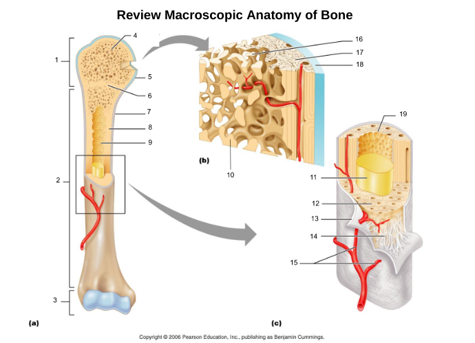 connective tissue cellular layer lining trabeculae of spongy bone, central canals, Volkmann’s canals, and the medullary cavity that aids in bone growth, repair, and remodeling; contains osteoblasts, osteoclasts, and osteoprogenitor cells.