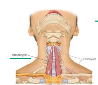 N - Ansa cervicalis (C1, C2, C3) 

F - Depresses the hyoid bone and larynx 