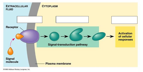<p>(Cell Signaling &amp; Communication (NOTES)) <strong><u>Signal Transduction Pathway</u></strong></p><ul><li><p>Label the three stages of cell signaling.</p></li></ul><p></p>