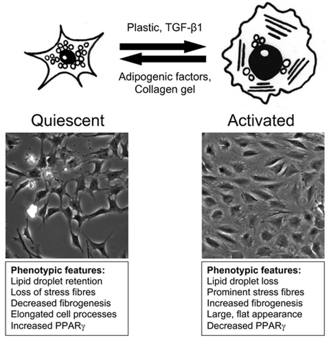<p>When the liver is compromised, stellate cells can activate, change phenotype and:</p><p>1. synthesise collagen, contributing to fibrosis</p><p>2. differentiate into myofibroblasts to control blood flow into sinusoid triads</p>