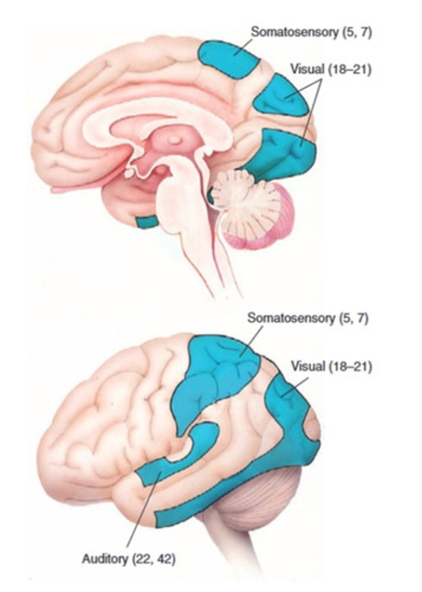 <p>classification of sounds (as language, music, or noise)</p>