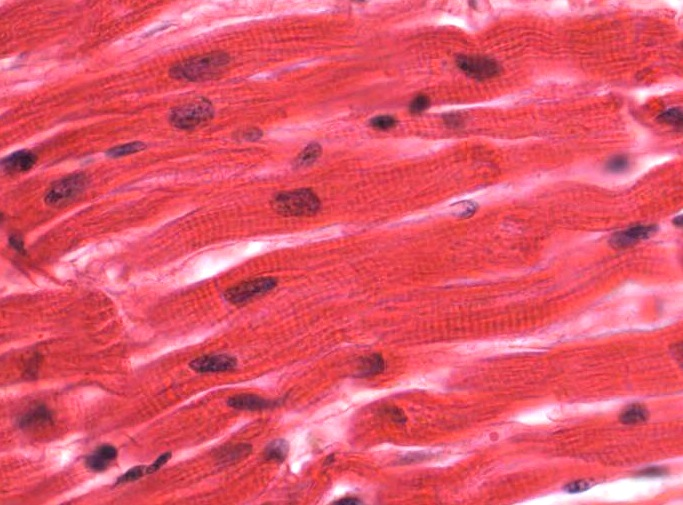 <p>What is this?</p><p>How do you know? (main features)</p><p></p>