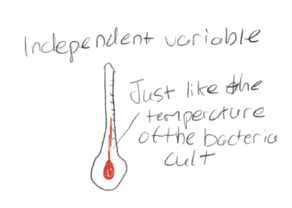 <p>Condition manipulated by the scientist</p><p>(It is a variable not a group)</p>