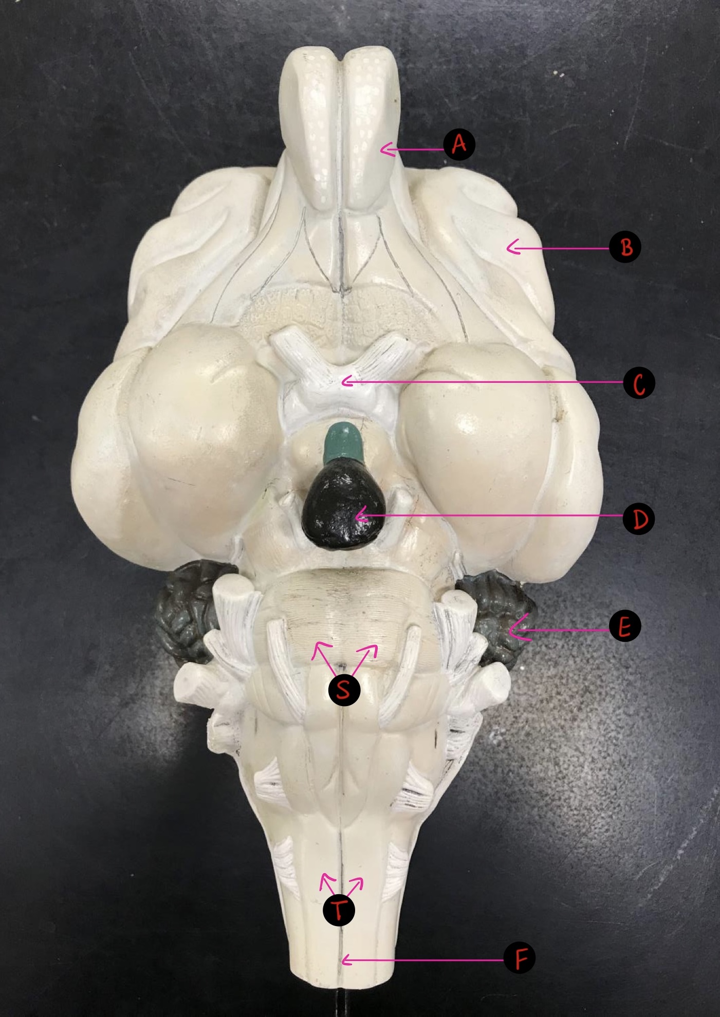 <p>Cat brain- C</p>