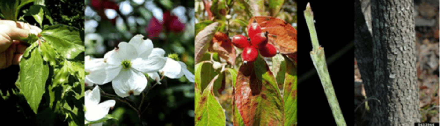<p>Leaves: Simple opposite, margins entire, sometimes barely toothed, leaves 3 to 5 inches long, 1 ½ to 2 ½ inches wide; oval to egg-shaped, tip acuminate, base wedge-shaped and often unequal; shiny green and somewhat hairy above; much paler and hairy below, heavily veined (arcuate); leaf stalk stout, grooved, about ¾ inch long </p><p>Twigs: Flexible, slender, reddish-gray to purplish, or greenish with red dots, hairy. </p><p>Flowers: Mid-April to mid-May, in terminal clusters with buds formed the previous year; flowers perfect; clusters of 25 to 30 located above four white bracts (often mistake for flower petals) the bracts are 1 ¼ to 2 ½ inches long, notched at the tip; flower buds develop the previous year and look like small onions</p><p>Fruit: August-November, brilliant red drupe, oval, shiny, in clusters of 2 to 6, cream-colored with 5 to 7 shallow longitudinal grooves </p><p>Trunk: Bark dark gray to brown with thin, squarish plates; wood brownish, strong, hard, not easily dented </p><p>Form/Silvics: Shrub to small tree to 40 feet with a straggling, spreading crown. </p>