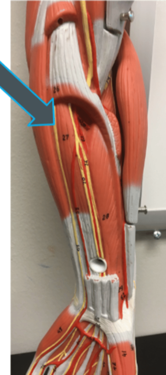 <p>innervates:<br>- flexor carpi ulnaris</p>