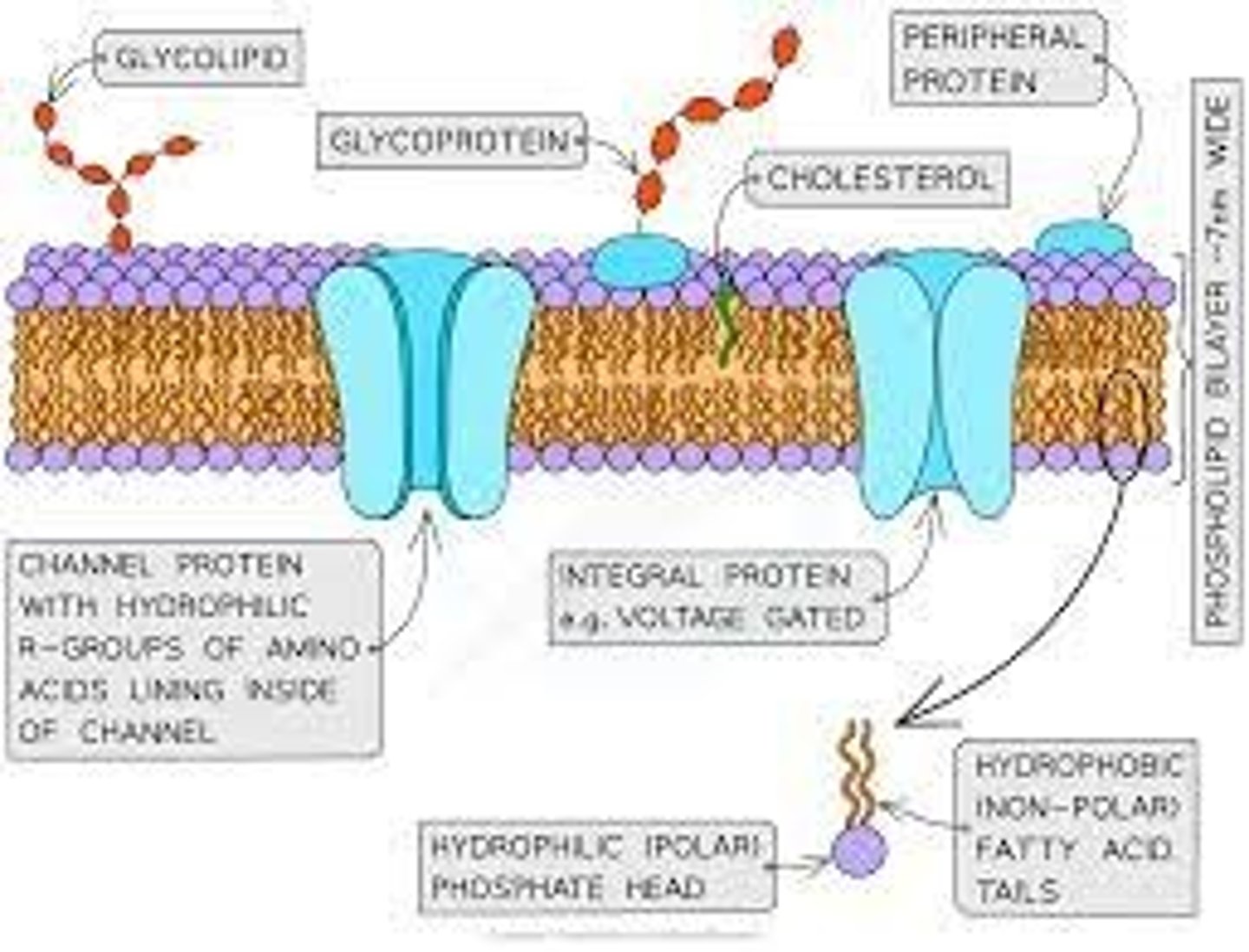 <p>-phospholipid bilayer, with hydrophilic phosphate heads and hydrophobic tails.</p><p>- Embedded with proteins</p>