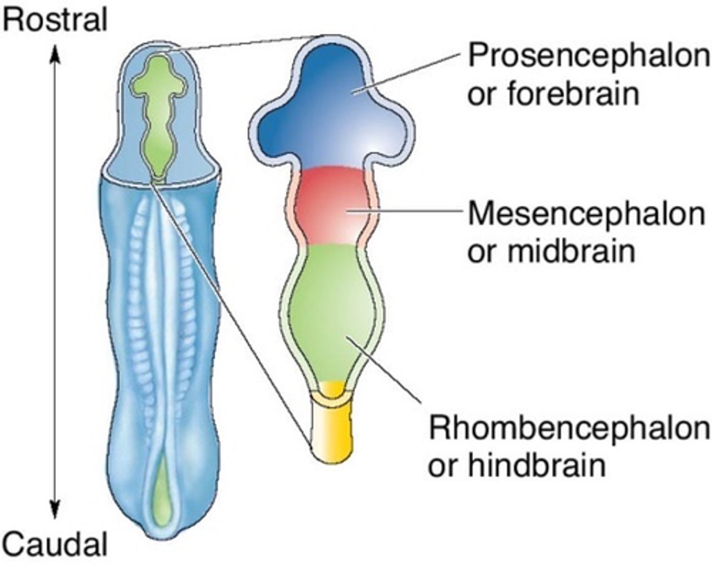 <p>3 primary brain vesicles</p>